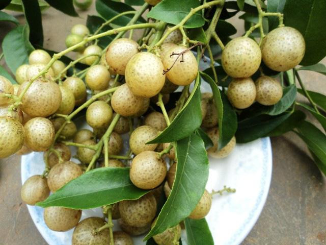 Hong bi nui - dac san vung cao dat hang khi xuoi ve thanh pho