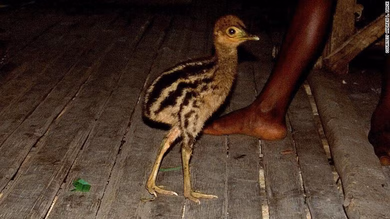 Loai chim nay tung la “thu cung” cua con nguoi 18.000 nam truoc-Hinh-2