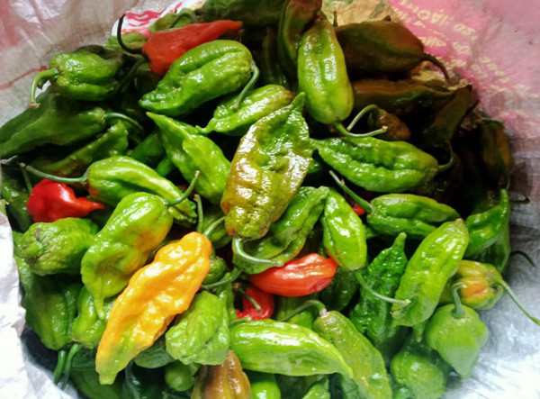 Ot rot gia re nhu cho, rieng loai nay van co gia cao ngat