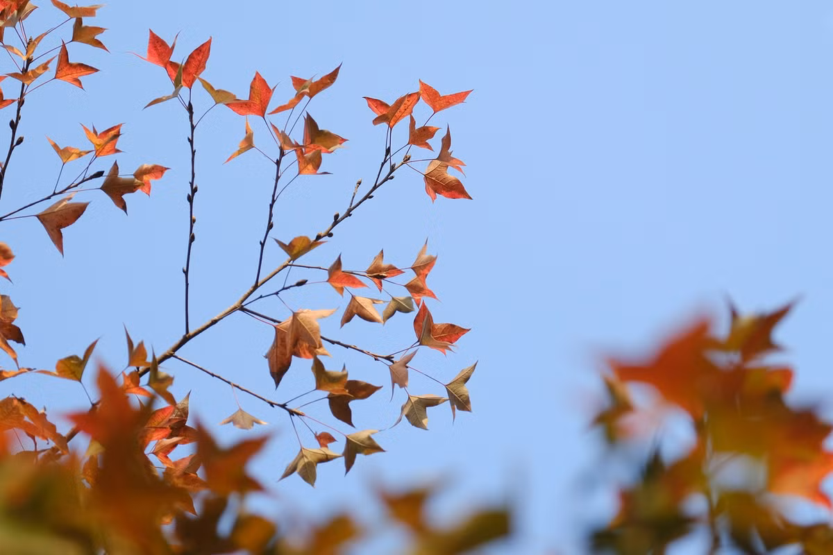 Hơn 100 cây phong trồng dọc tuyến đường dài 400 m chuyển sang màu đỏ rực. Đây là loài phong 3 thùy lá khá phổ biến ở các tỉnh miền núi như Lào Cai, Sơn La, Hòa Bình...