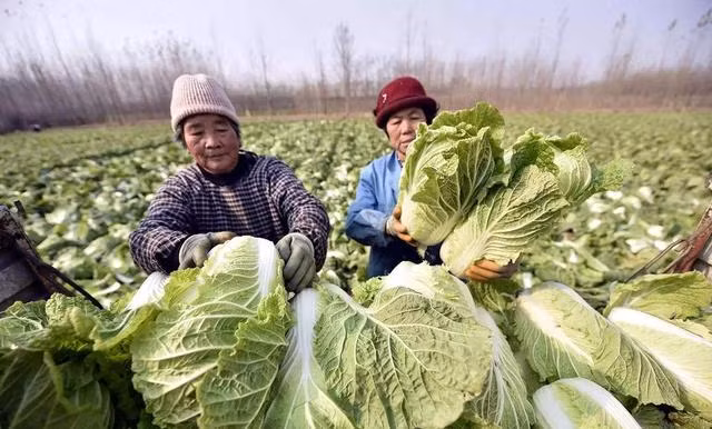 Mua cai thao, nen chon cay xanh hay trang se tot hon
