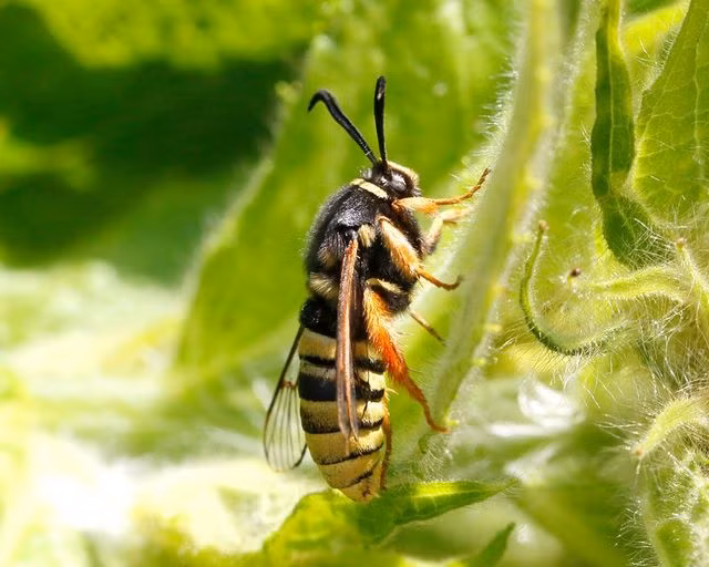 Nhin thi cu tuong la ong bap cay , nhung chi la mot loai buom dem-Hinh-4