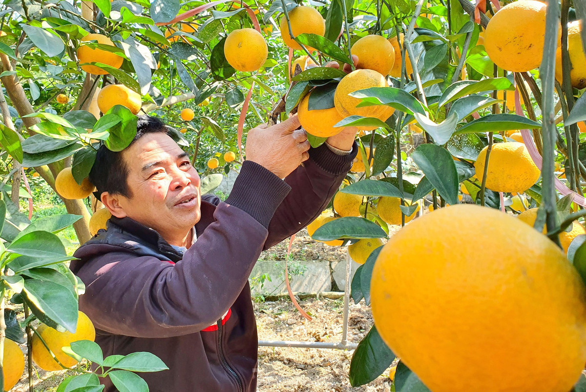 br/> Những ngày qua các chủ vườn cam cũng đã bắt đầu đón khách vào vườn chọn cắt cam, sớm hơn nhiều so với những năm trước.