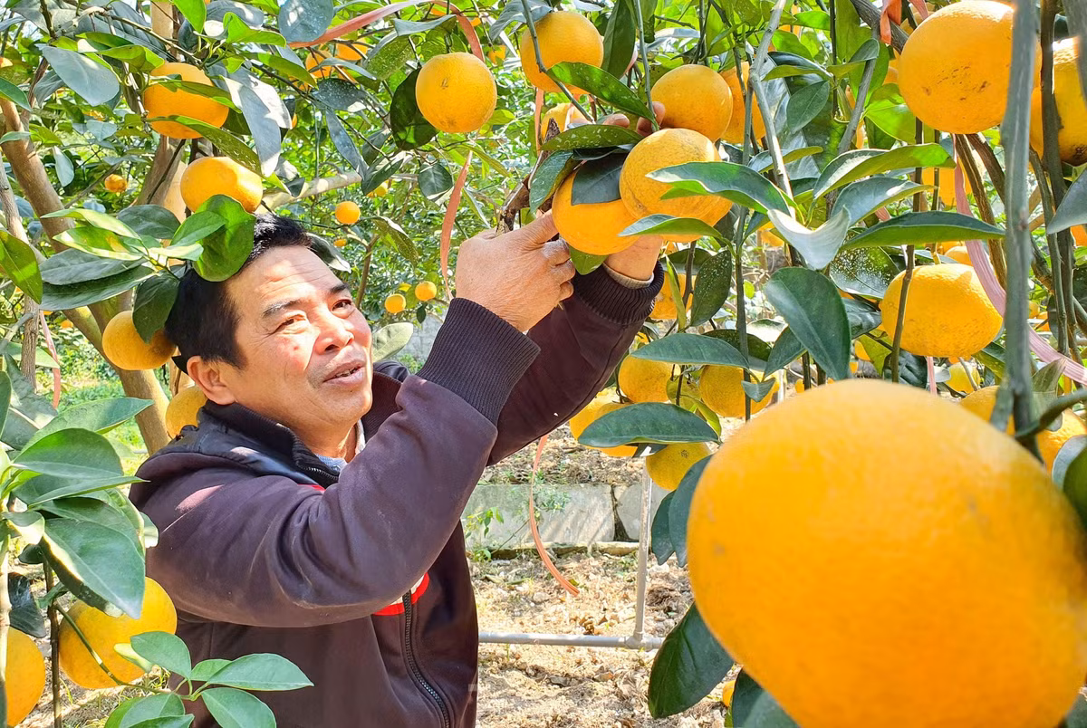 br/> Những ngày qua các chủ vườn cam cũng đã bắt đầu đón khách vào vườn chọn cắt cam, sớm hơn nhiều so với những năm trước.