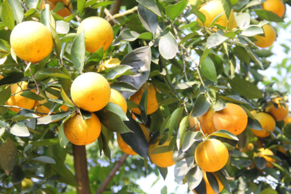 Còn gần 2 tháng nữa mới đến tết, tuy nhiên thời điểm này, những vườn cam Xã Đoài, hay còn gọi là “cam tiến vua” ở xã Nghi Diên (huyện Nghi Lộc, Nghệ An) đã vàng óng, thơm lừng.