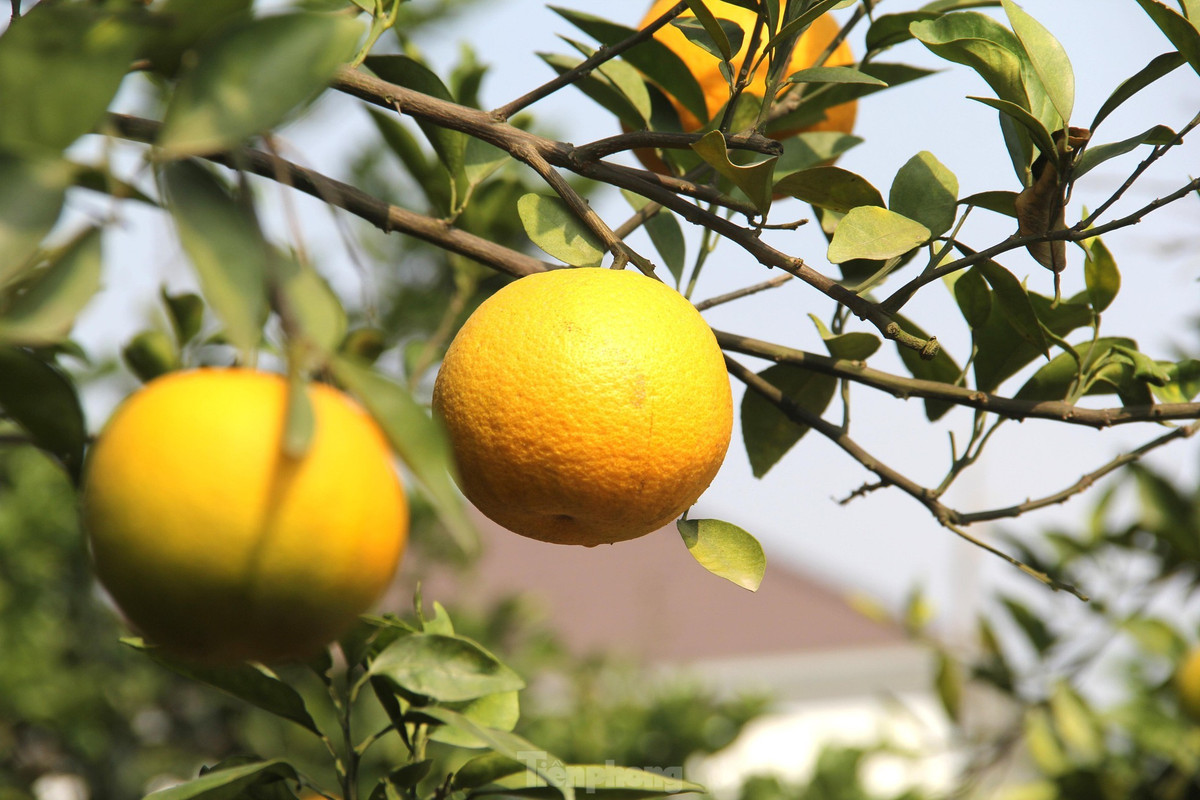 “Năm nay khách đến mua cam sớm hơn nhiều so với những năm trước. Có thể vì dịch nên họ tranh thủ mua gửi làm quà biếu sớm, cận Tết lỡ dịch bùng phát mạnh lại không gửi được”, ông Thọ cho biết.