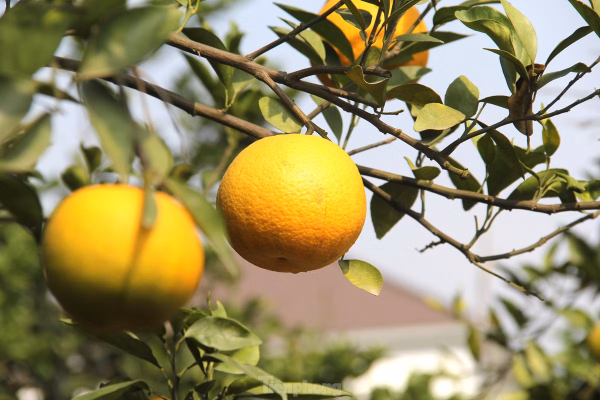 “Năm nay khách đến mua cam sớm hơn nhiều so với những năm trước. Có thể vì dịch nên họ tranh thủ mua gửi làm quà biếu sớm, cận Tết lỡ dịch bùng phát mạnh lại không gửi được”, ông Thọ cho biết.