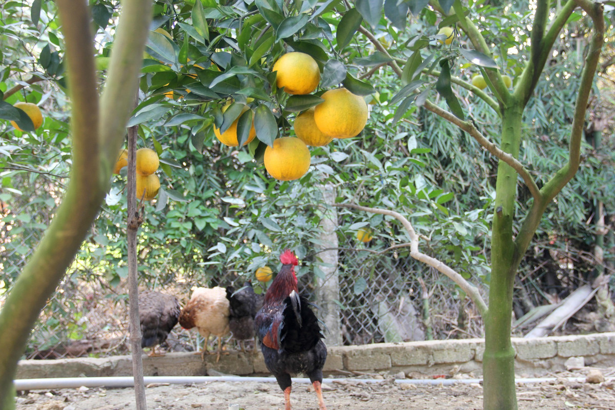 br/> Năm nay vườn cam 7 năm tuổi của ông Nguyễn Văn Thọ (trú xã Nghi Diên) cho trên 3.000 quả, đến nay ông đã bán hơn 500 quả. Nhờ được chăm sóc tốt nên cam của ông Thọ được khách hàng đánh giá chất lượng hơn vụ trước.