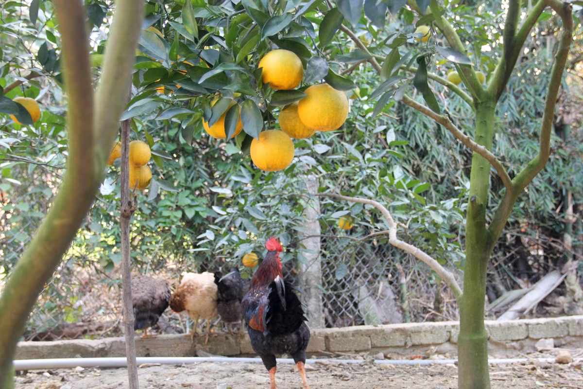 br/> Năm nay vườn cam 7 năm tuổi của ông Nguyễn Văn Thọ (trú xã Nghi Diên) cho trên 3.000 quả, đến nay ông đã bán hơn 500 quả. Nhờ được chăm sóc tốt nên cam của ông Thọ được khách hàng đánh giá chất lượng hơn vụ trước.