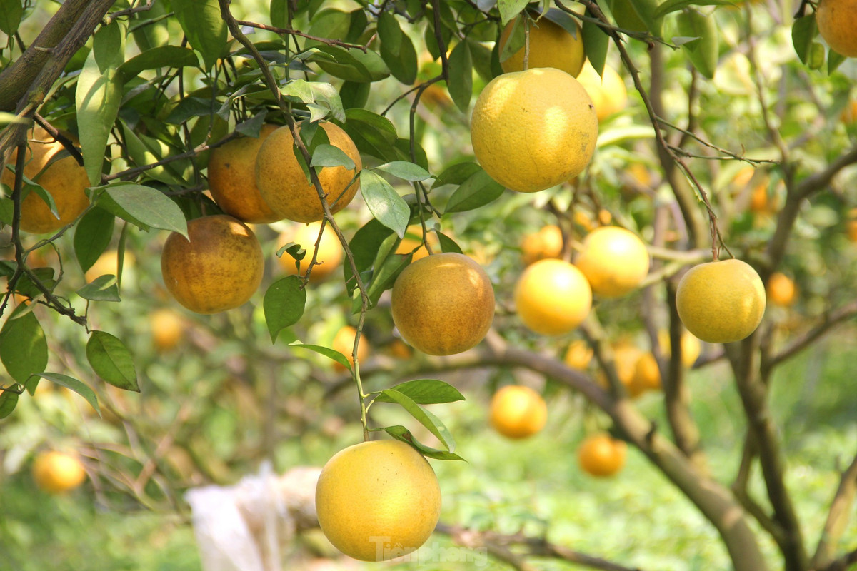 br/> Theo người dân địa phương, nhờ thời tiết thuận lợi, không có bão lũ nên năm nay cam Xã Đoài được mùa, ít bị rụng quả hơn so với những năm trước. Hiện cam Xã Đoài được bán tại vườn với giá 70.000-80.000 đồng/quả.