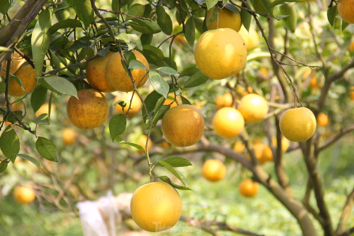 br/> Theo người dân địa phương, nhờ thời tiết thuận lợi, không có bão lũ nên năm nay cam Xã Đoài được mùa, ít bị rụng quả hơn so với những năm trước. Hiện cam Xã Đoài được bán tại vườn với giá 70.000-80.000 đồng/quả.