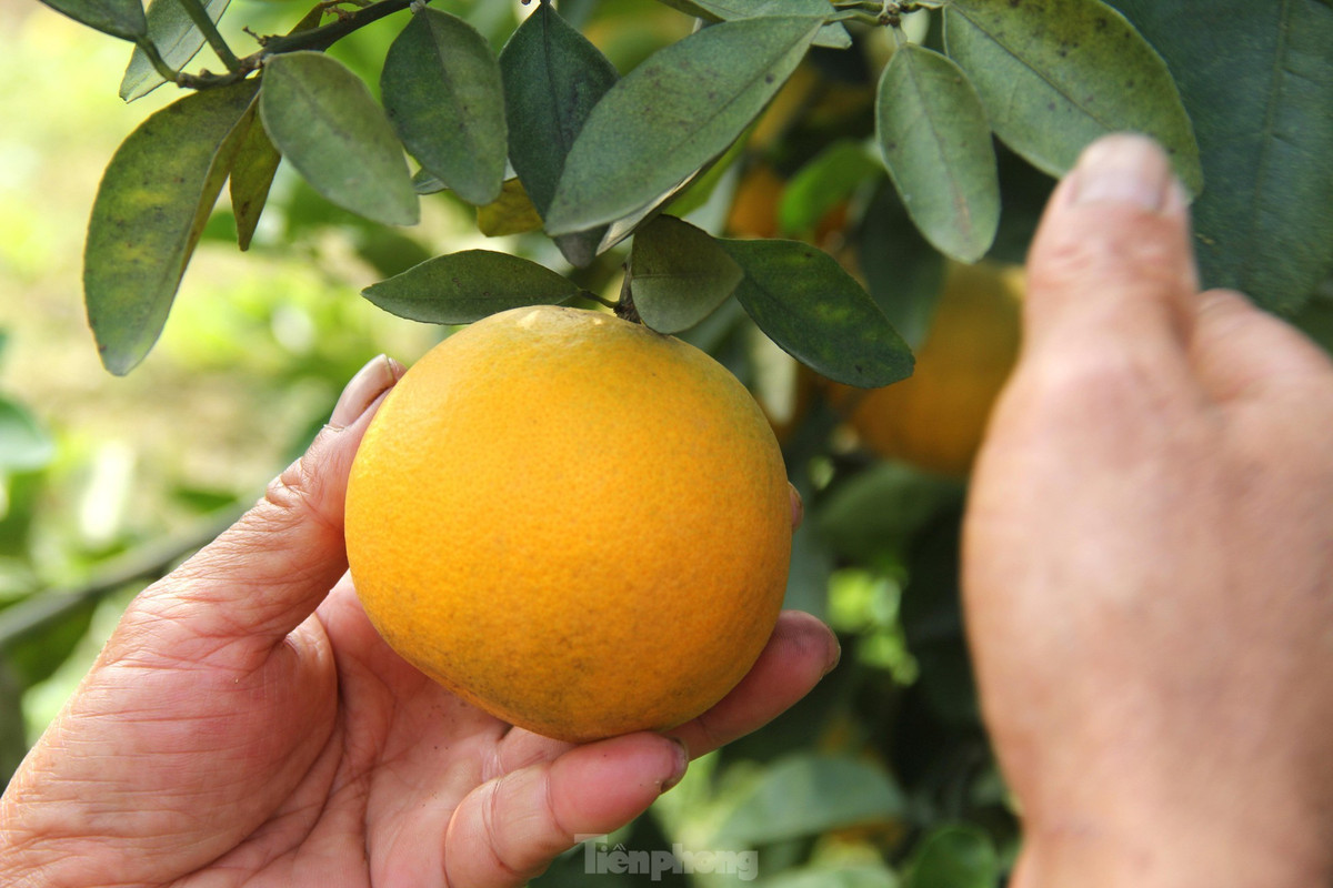 Từ đầu tháng 12/2021 đến nay, ông Long đã bán được gần 1.000 quả cam. Khách mua cam chủ yếu là người dân ở TP. Vinh, huyện Nghi Lộc và một số vùng lân cận mua gửi ra Hà Nội, vào TPHCM làm quà biếu Tết.