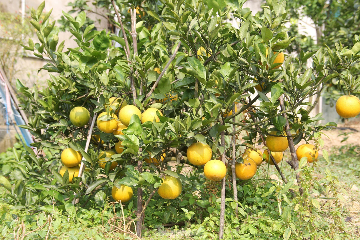 “Năm nay khách đến mua cam sớm hơn nhiều so với những năm trước. Có thể vì dịch nên họ tranh thủ mua gửi làm quà biếu sớm, cận Tết lỡ dịch bùng phát mạnh lại không gửi được”, ông Thọ cho biết.