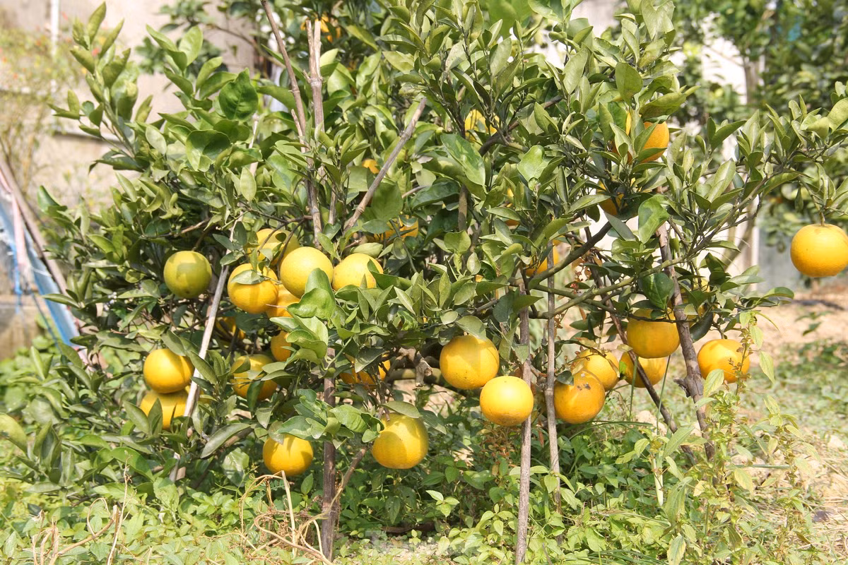 “Năm nay khách đến mua cam sớm hơn nhiều so với những năm trước. Có thể vì dịch nên họ tranh thủ mua gửi làm quà biếu sớm, cận Tết lỡ dịch bùng phát mạnh lại không gửi được”, ông Thọ cho biết.