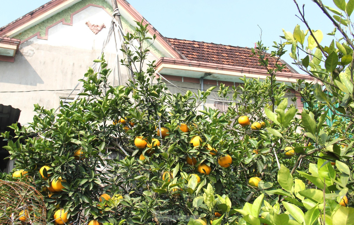 br/> Nhiều cây cam được chủ vườn sử dụng dây buộc cành vì quá nhiều quả, tránh làm gãy cành