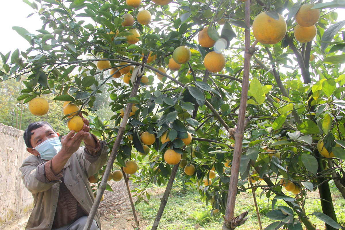 “Nếu khách mua số lượng nhiều, không chọn kỹ lưỡng thì có giá 80.000 đồng. Riêng đối với những khách hàng cần chọn những quả cam ngon trên từng cây gì phải 100.000 đồng mỗi quả”, ông Nguyễn Trọng Long (trú xã Nghi Diên) cho biết.