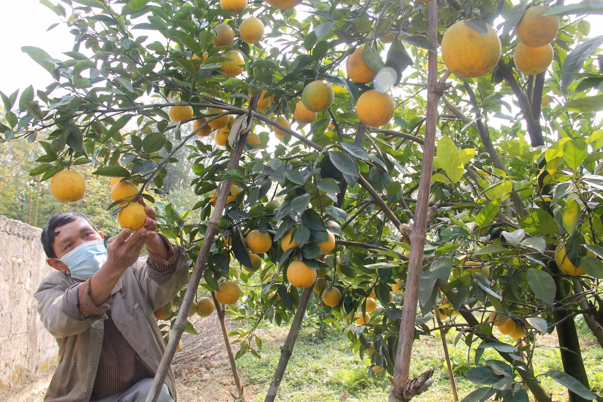 “Nếu khách mua số lượng nhiều, không chọn kỹ lưỡng thì có giá 80.000 đồng. Riêng đối với những khách hàng cần chọn những quả cam ngon trên từng cây gì phải 100.000 đồng mỗi quả”, ông Nguyễn Trọng Long (trú xã Nghi Diên) cho biết.