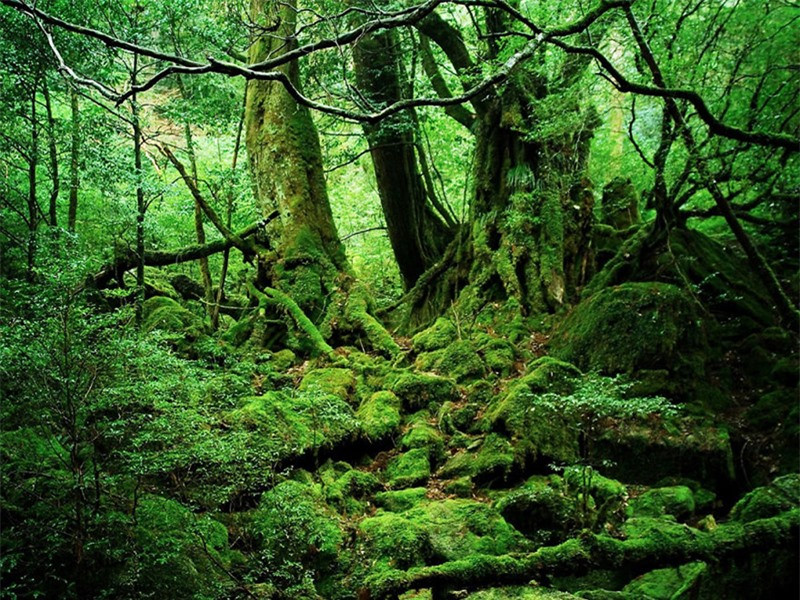 Yakushima là một hòn đảo của Nhật Bản có hình ngũ giác kỳ lạ. Nơi đây nổi tiếng là có rừng ôn đới độc đáo với hệ nguyên sinh quý giá, được công nhận là di sản thiên nhiên thế giới.