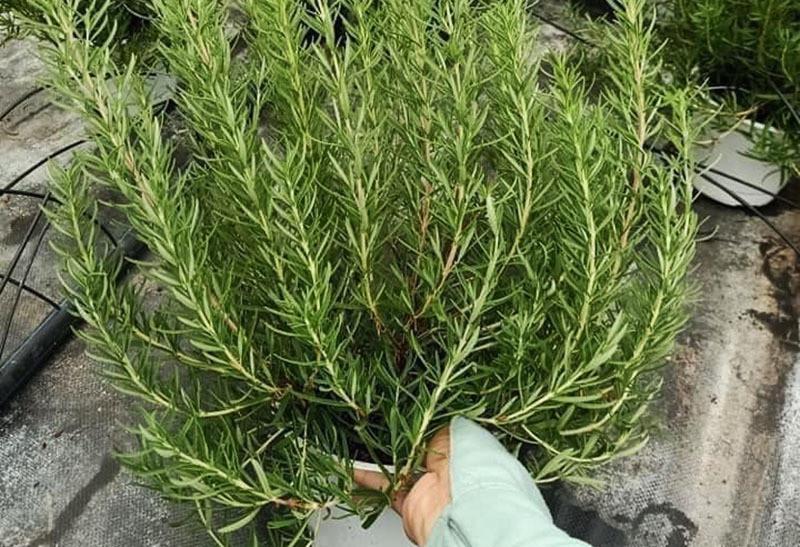 Loai la ben Tay gia vai trieu/kg, o Viet Nam chi vai chuc nghin dong