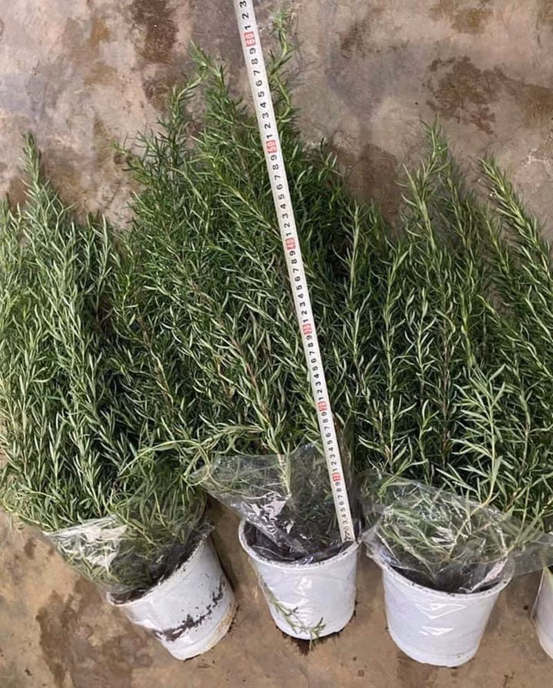 Loai la ben Tay gia vai trieu/kg, o Viet Nam chi vai chuc nghin dong-Hinh-3