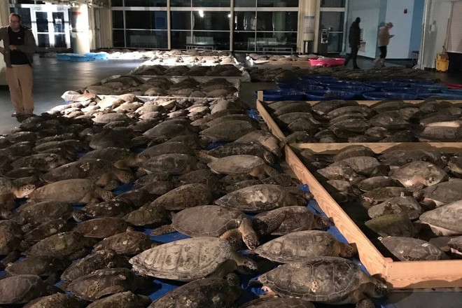 3.500 con rùa bất tỉnh vì lạnh ở Mỹ 3.500 con rua bat tinh vi lanh o My