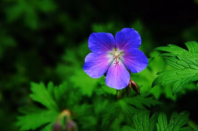 6 ngay sinh Am lich tot lanh, mang nhieu phuc phan nhat-Hinh-2