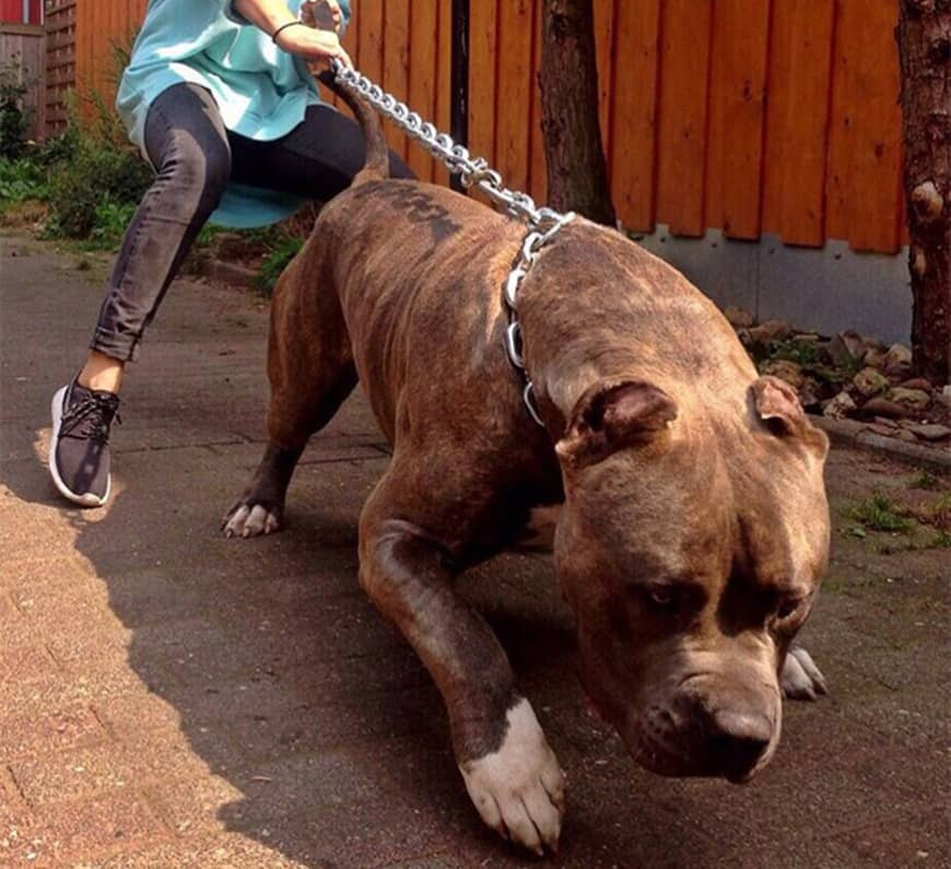 Dam da, vut gay cung vo hieu, lam gi de cho Pitbull khoi can nguoi?