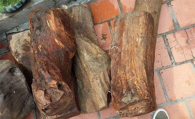 12. Gỗ ngọc am. Theo một nhà sưu tầm đồ gỗ có tiếng ở Việt Nam, từ xa xưa ngọc am đã được coi là một loại gỗ quý chỉ bậc đế vương mới được dùng. Người Trung Quốc đã biết đến loại gỗ ngọc am từ hàng ngàn năm trước và coi nó quý ngang với ngọc ngà. Trong các hoàng cung, nếu gỗ sưa đỏ cứng như thép và có hoa văn đẹp, thường được dùng để đóng các vật dụng như giường tủ, bàn ghế thì ngọc am lại có mùi thơm quyến rũ, được dùng nhiều trong các gian phòng của cung tần mỹ nữ.