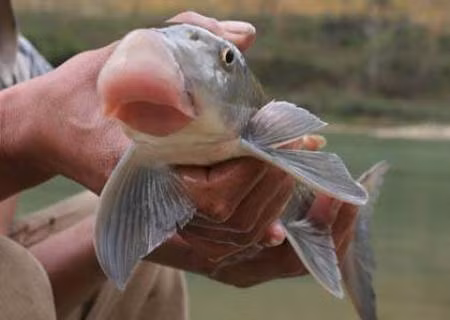 Loai ca tung tien Vua o Viet Nam dang duoc ban voi gia sieu re