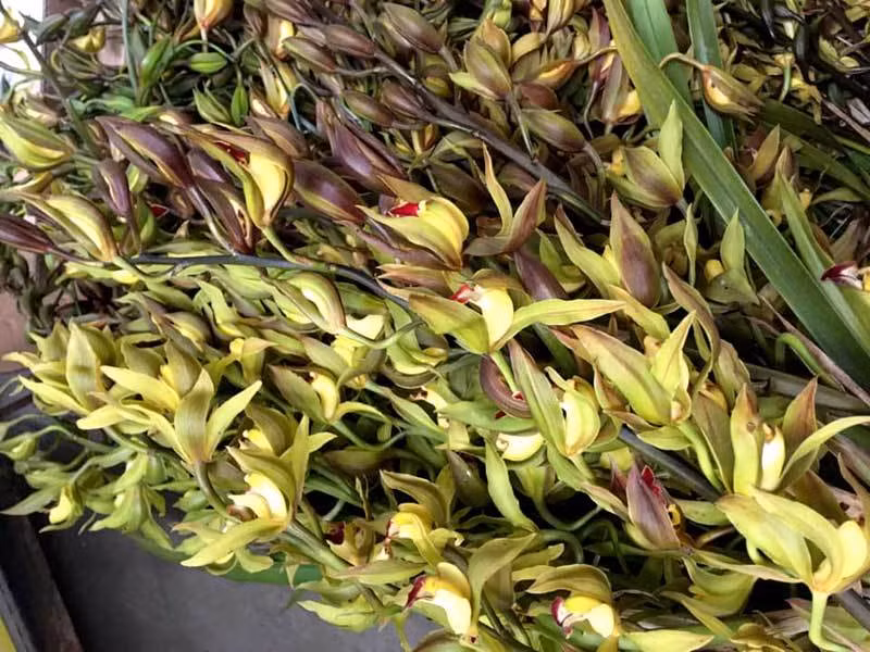 Lan Tran Mong sieu re, 20 nghin/canh hoa dai ca met-Hinh-4