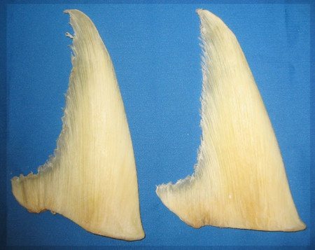 Ngày nay cũng có Bát trân, là tập hợp của những món ăn bổ dưỡng, quý giá nhất, bao gồm: Vi cá mập, bào ngư, sò điệp, hải sâm, bong bóng cá, yến sào, gân nai, gan ngỗng.