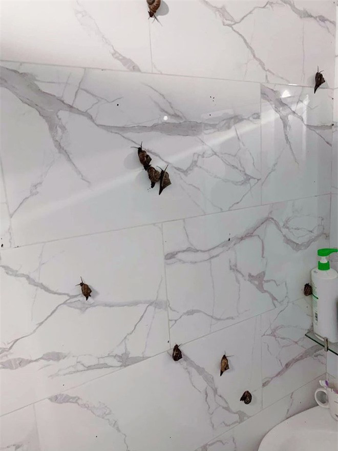 Co gai hu via khi thay nhieu con vat den si bo lom ngom tren tuong