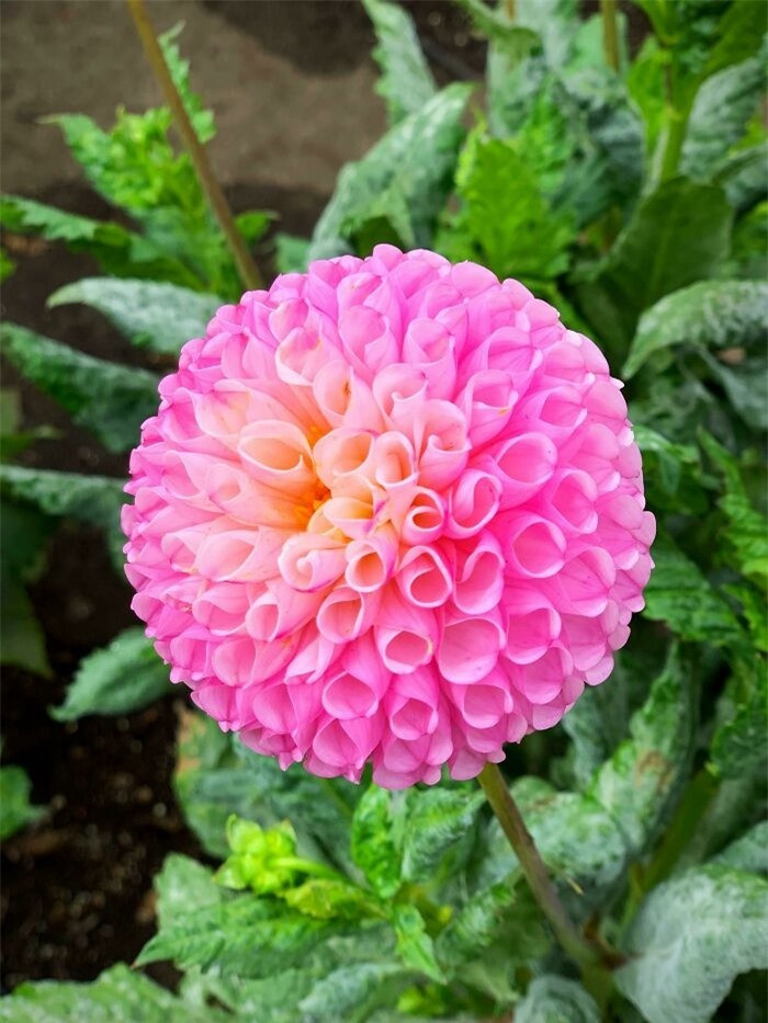 Một bông thược dược nở tròn đều.