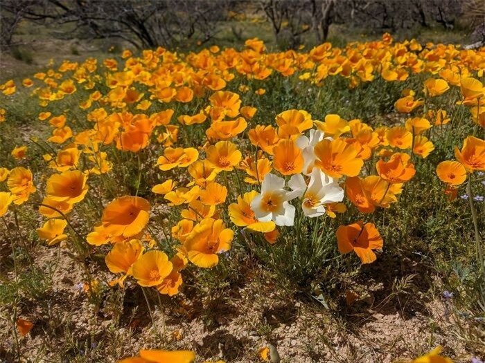 Hoa poppy trắng điểm xuyết giữa một thảm poppy màu vàng.