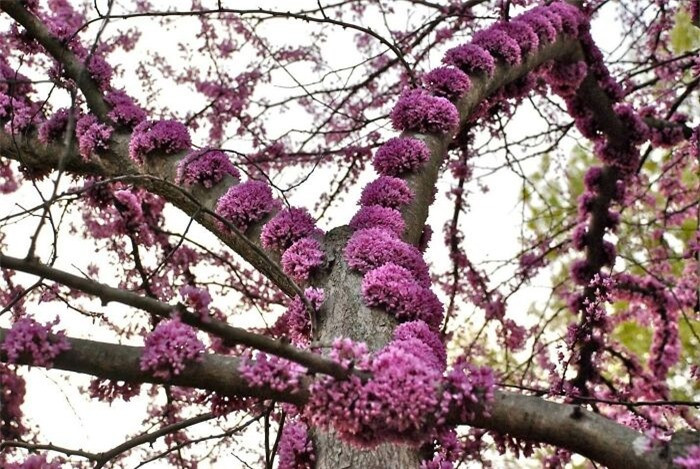 Cây hoa hạnh phúc (Eastern Redbud).
