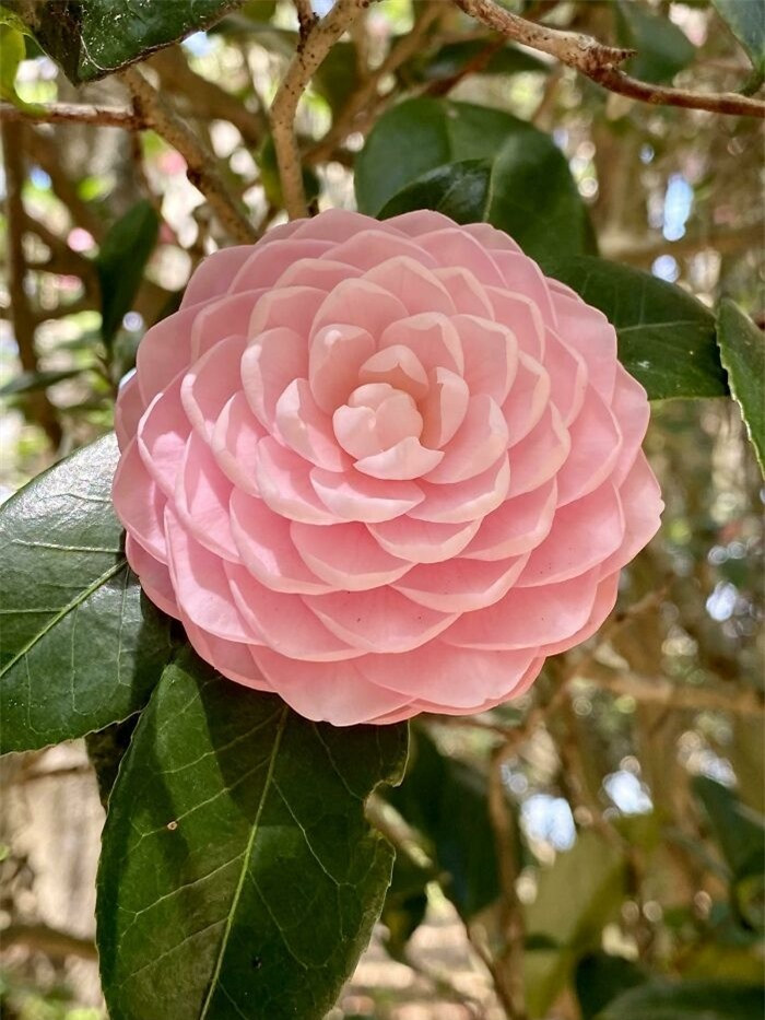 Hoa trà trong vườn ở Florida, Mỹ.