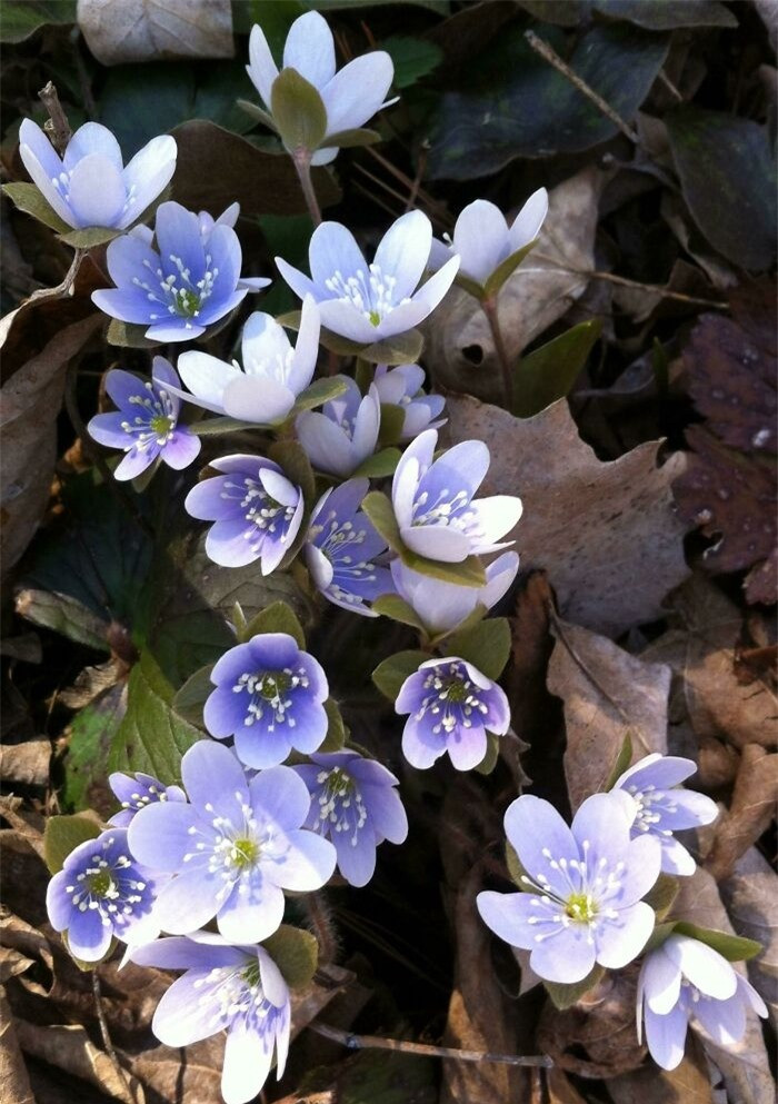 Hoa Chương nhĩ tế tân hay cây lá gan (can diệp - do hình dạng của lá rất giống gan), là một loài cây lâu năm thuộc họ Mao lương, phân bố ở Trung và Bắc Âu, châu Á và phía Đông của Bắc Mỹ.