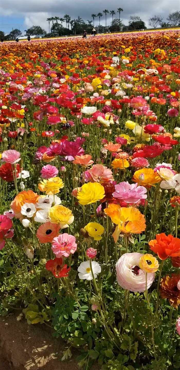 Hoa mao lương rực rỡ đủ màu sắc tại California, Mỹ.