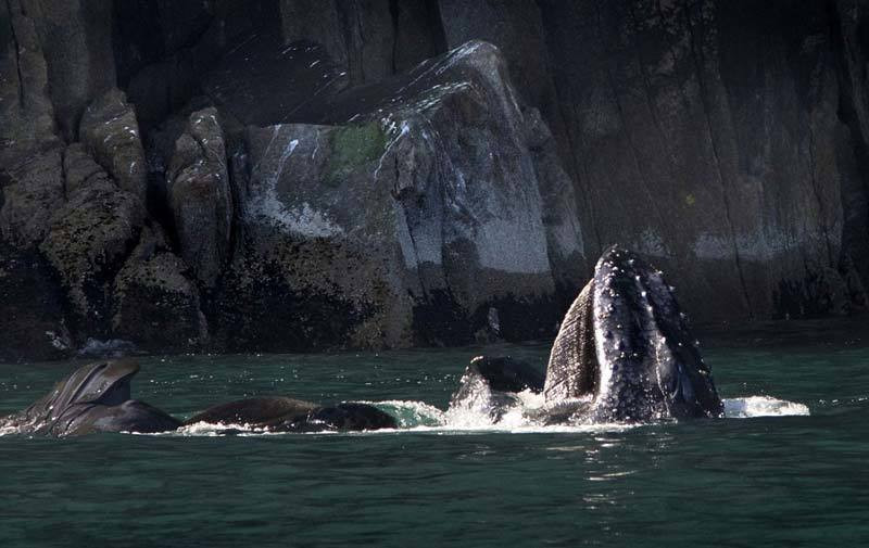 Ngoan muc canh ca voi phun cau vong