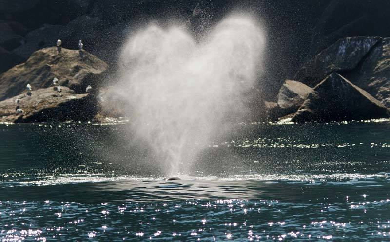 Ngoan muc canh ca voi phun cau vong-Hinh-2