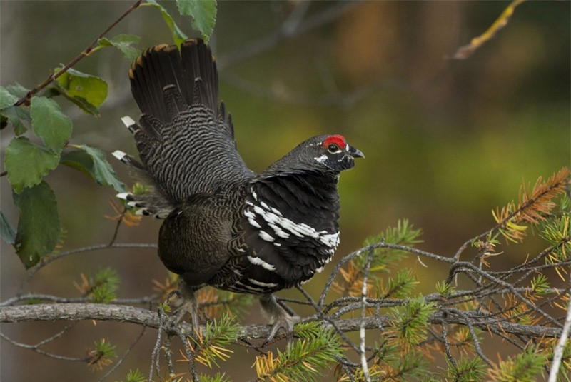 à gô Canada. iframe { width: 100%; } .footer-text-wrap{font-size: 11px}