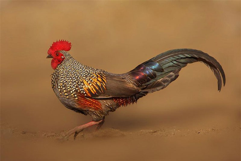 à rừng lông xám.