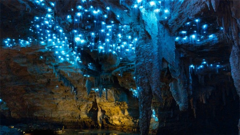 ##sc### Tour du lịch hang động đom đóm Waitomo được chia làm 2 phần: đầu tiên tham quan hết hang động trên cạn, sau đó đi qua suối, xem đom đóm và nhà thờ - vị trí cao nhất trong hang. 