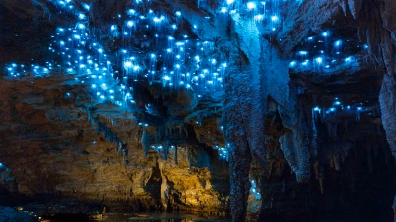  Tour du lịch hang động đom đóm Waitomo được chia làm 2 phần: đầu tiên tham quan hết hang động trên cạn, sau đó đi qua suối, xem đom đóm và nhà thờ - vị trí cao nhất trong hang. 