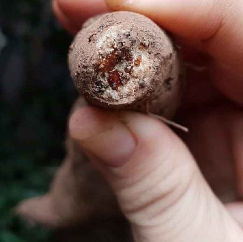 Bi quyet mua khoai lang mat gia re-Hinh-5