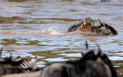 ##sc### Lại một con linh dương khác rơi vào miệng cá sấu 