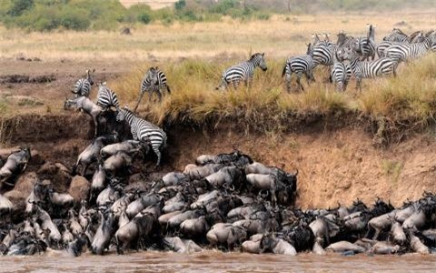 ##sc### Nhưng cuối cùng, đa số linh dương và ngựa vằn đã thoát nạn. Chúng lại tiếp tục cuộc hành trình đi đến miền đất hứa. 