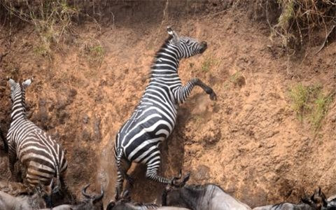 ##sc### Cố gắng trong tuyệt vọng 