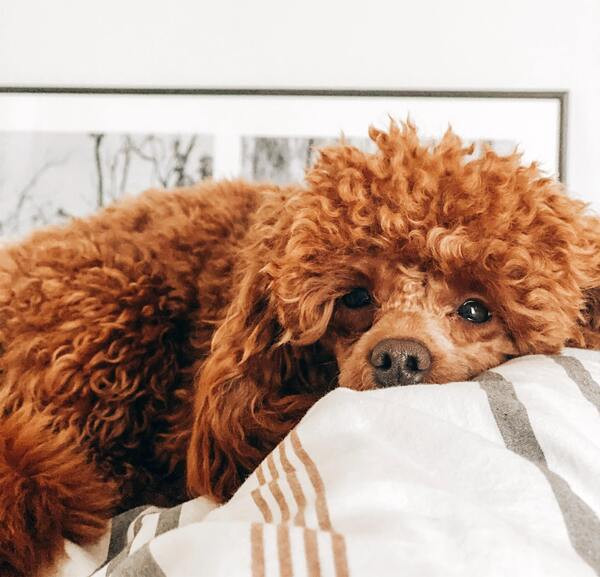 Chu cho thong minh ngay nao cung ra dong dua com cho chu-Hinh-2