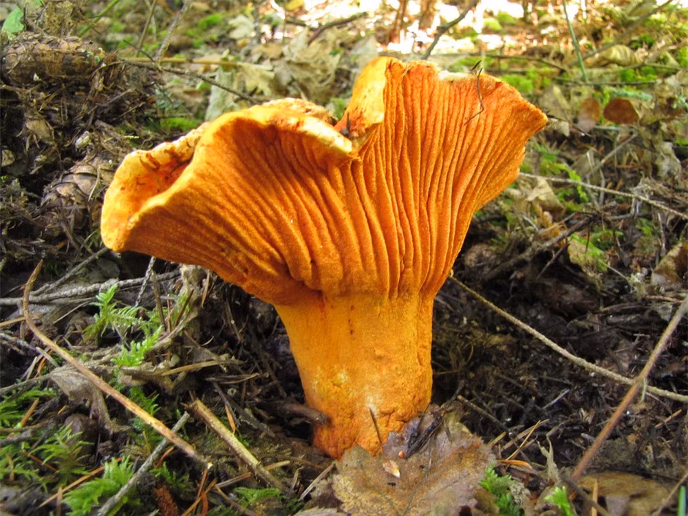 Những loài nấm kỳ lạ với hình dạng khiến người xem tròn mắt ngạc nhiên ảnh 6